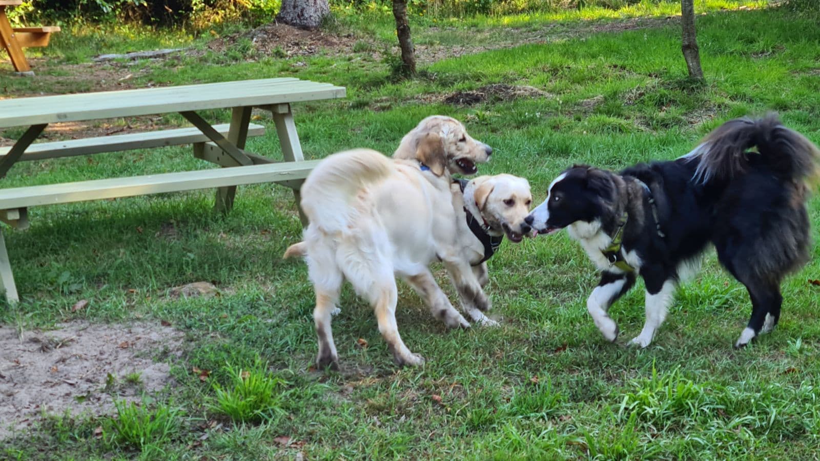 Løkken Hundepark