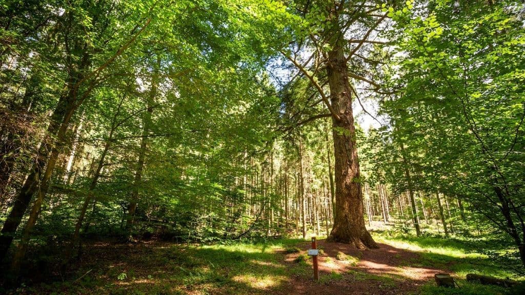 „Forstrådens Tanne“ und die Tannen beim Mosskovgård 