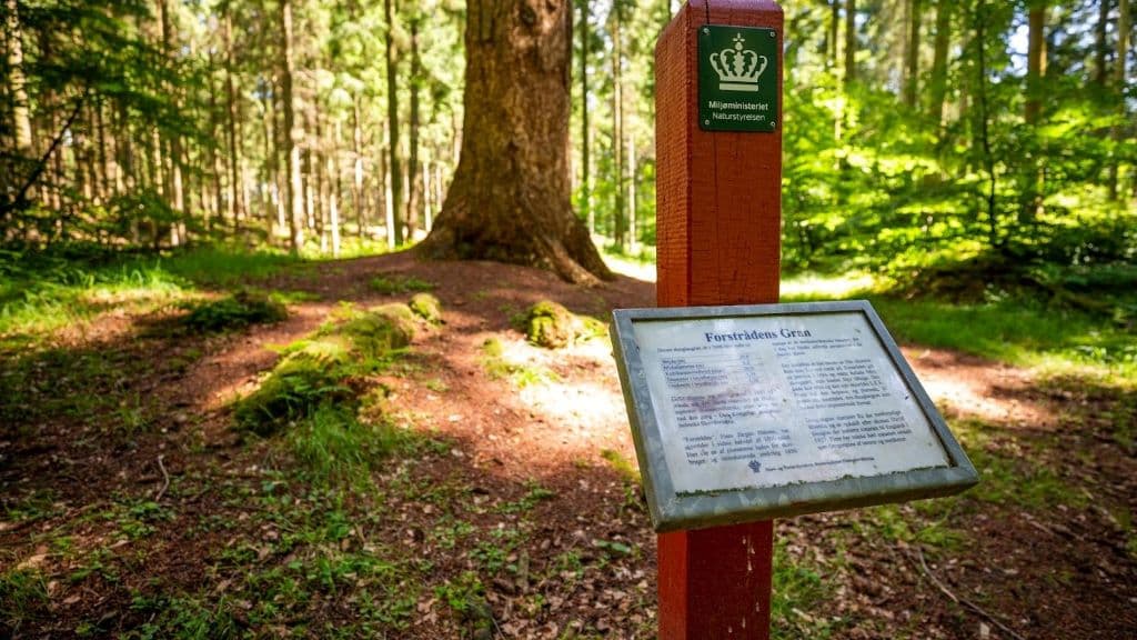 „Forstrådens Tanne“ und die Tannen beim Mosskovgård 