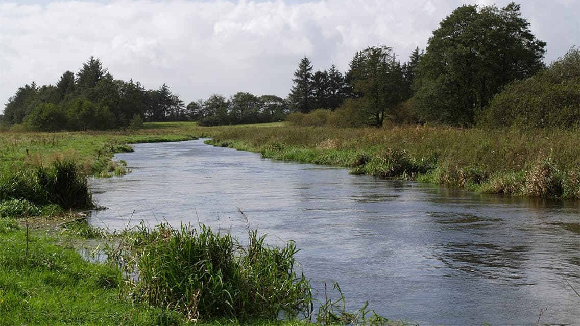 Angling in Kongeåen - in the environs of Foldingbro