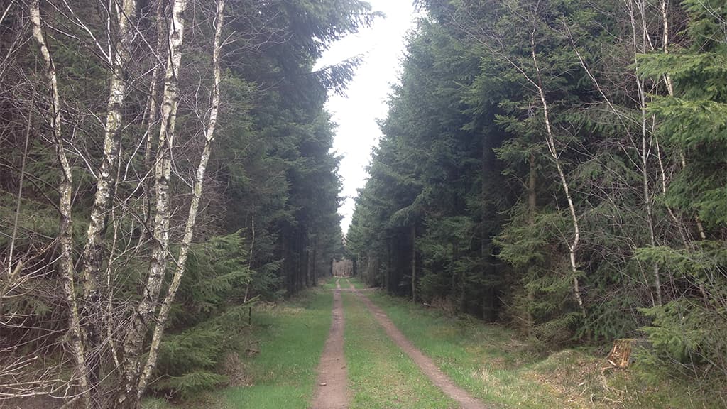 Wanderroute Skodborg Wald