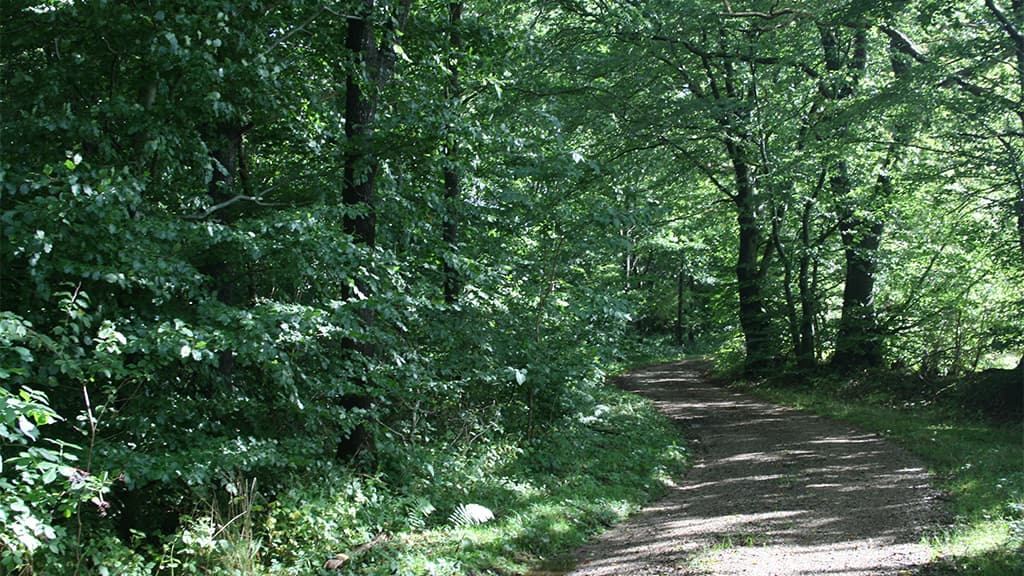 Skovens katadral ved Jels