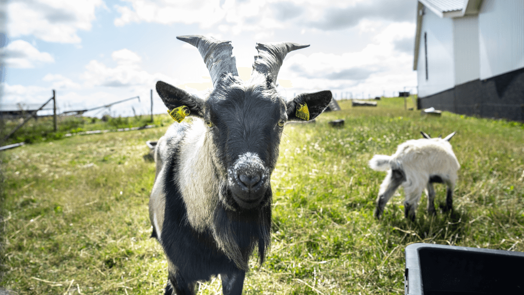 Zwergochsen bei Tinnetgaard