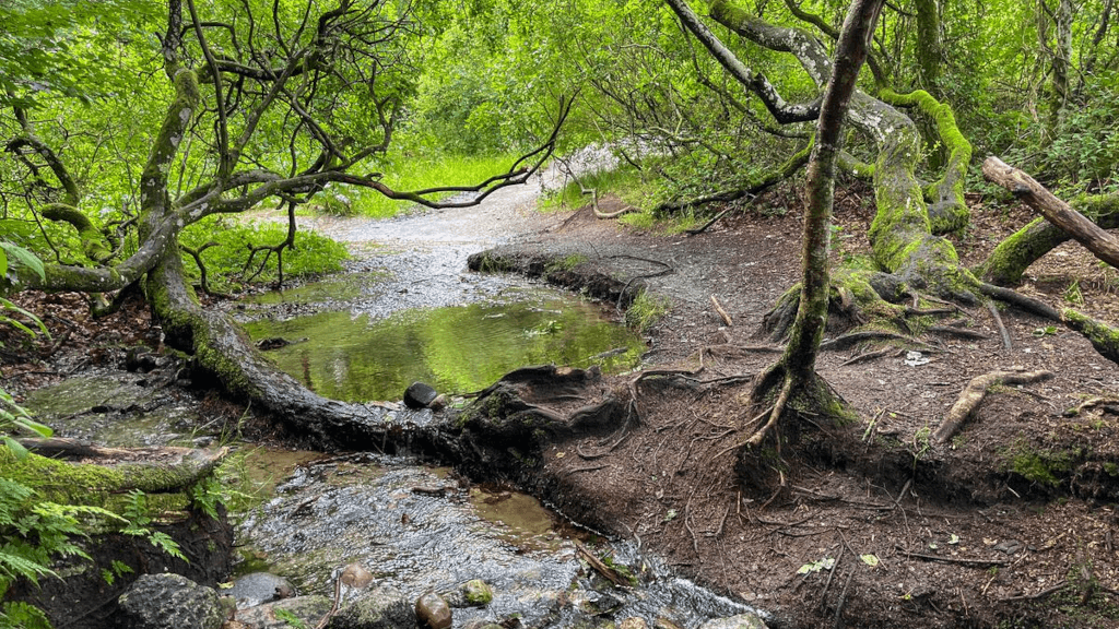 Water at the source of the Gudenå River in Tinnet Krat