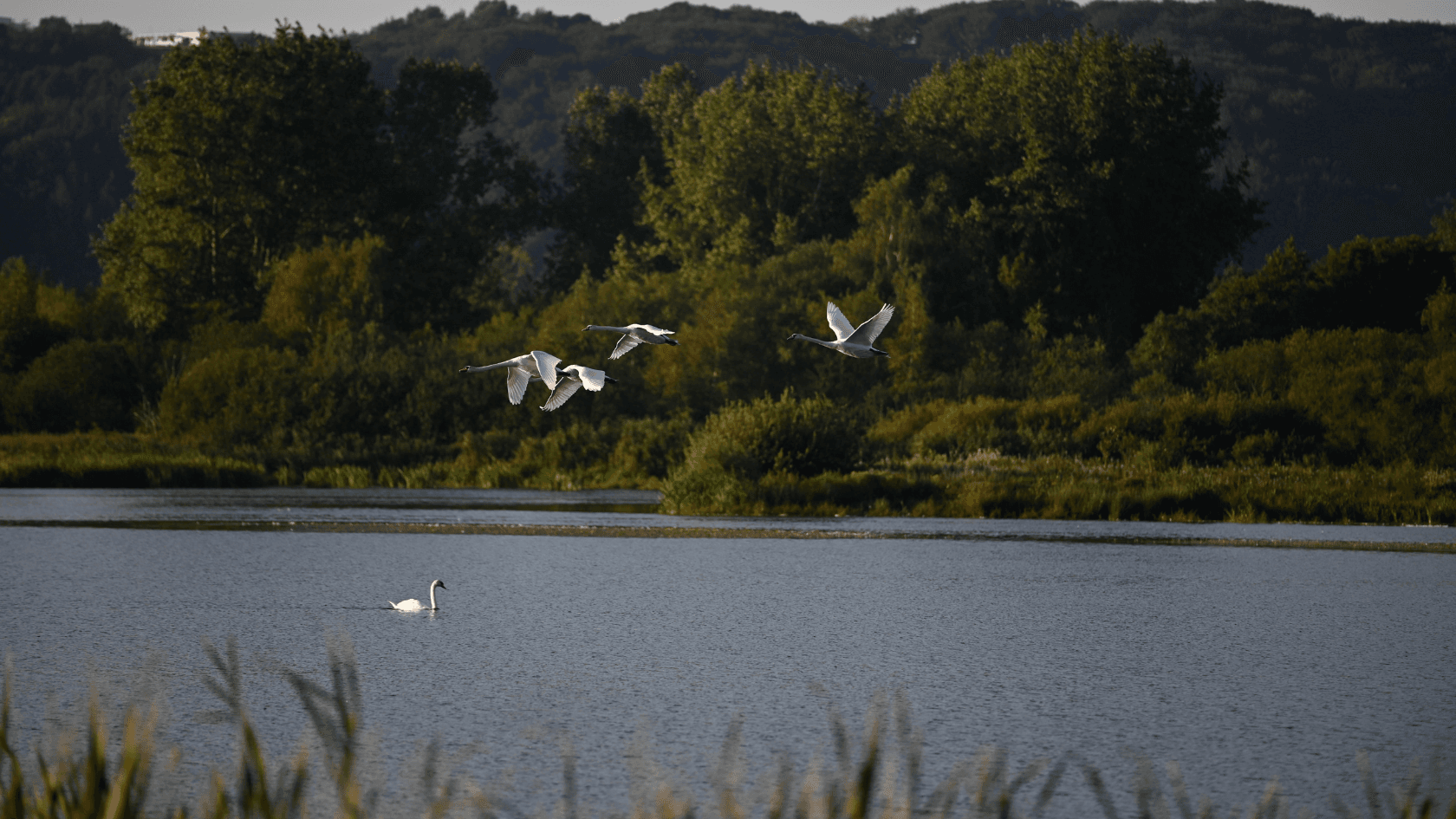 Kongens Kær wetlands, Knabberup Lake and Haraldskær Forest
