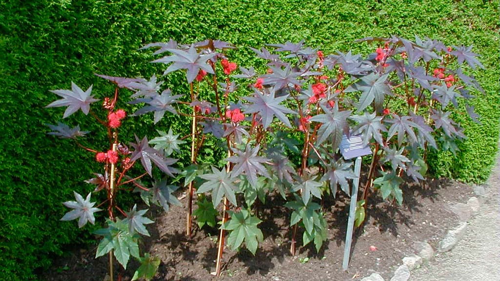 Bibelgarten