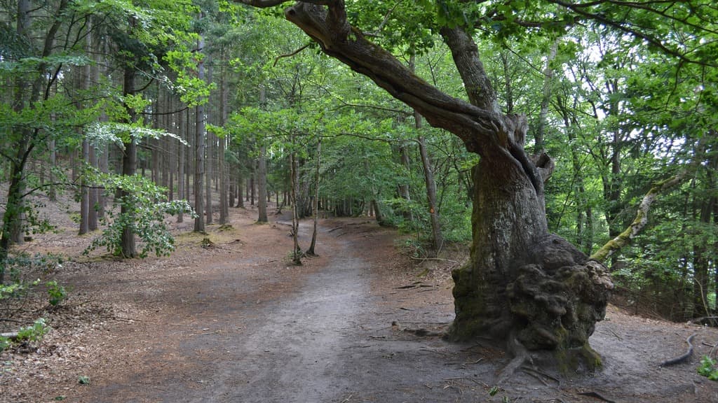 Der Wald Vesterskov bei Silkeborg