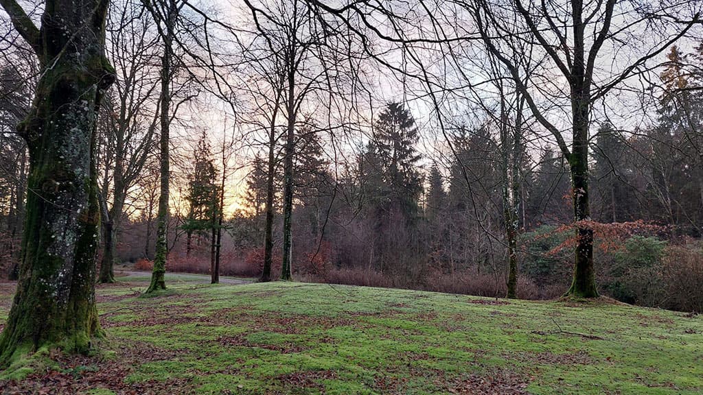 Kongsø b&b in the middle of the forest