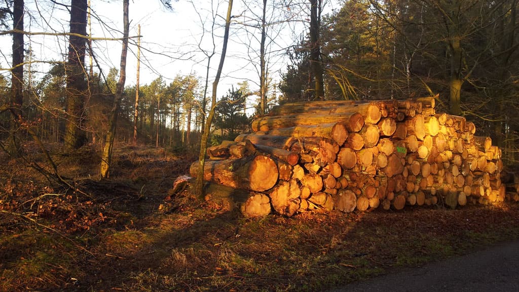 Lilleheden Klitplantage (Dünenplantage)