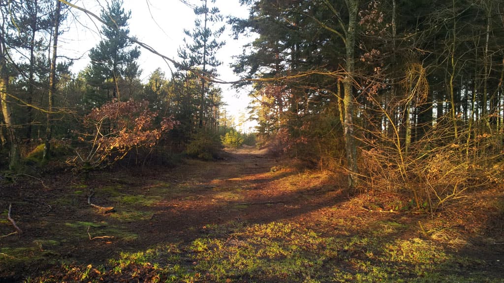 Lilleheden Klitplantage (Dünenplantage)