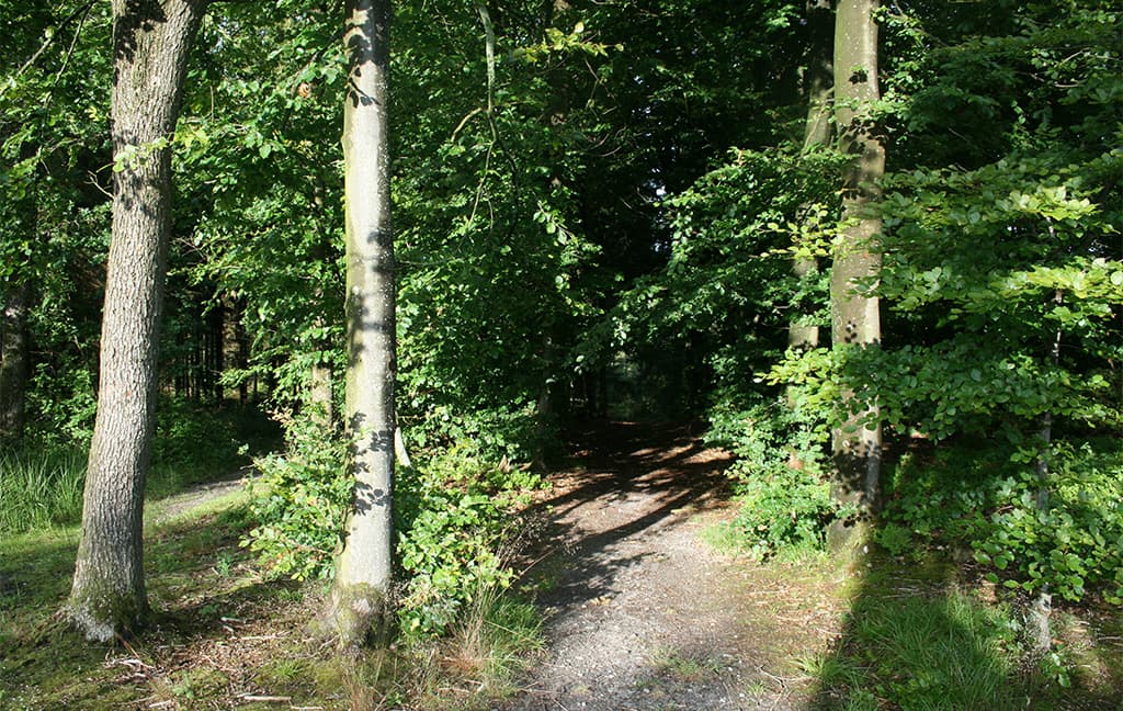Hundsbæk Plantage, Læborg - Vejen