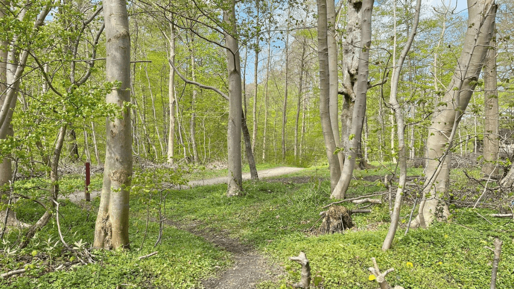 Die Wälder von Aabenraa